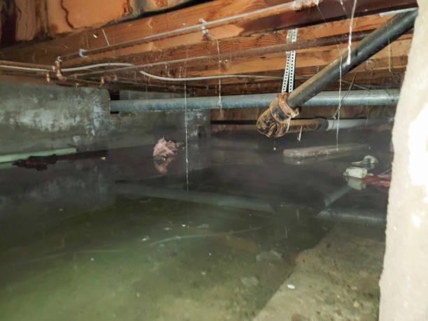 Best Water damage restoration near me  in Vamo, FL