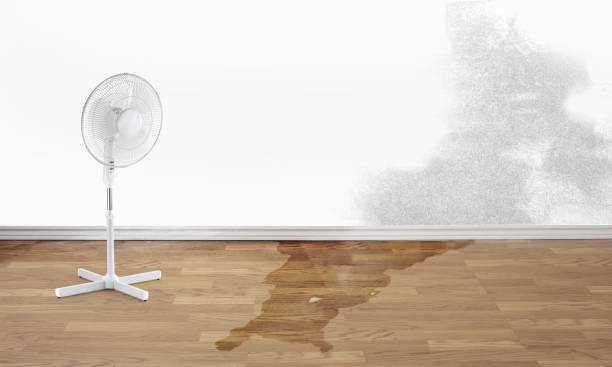 Best Water damage restoration cost  in Vamo, FL
