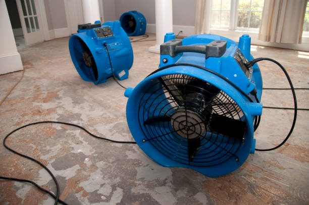 Best Ceiling water damage repair  in Vamo, FL